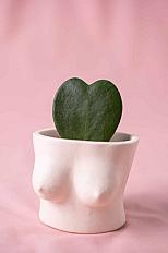 Hoya Heart - Floral Soul
