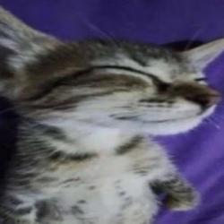 User Avatar: @floris