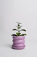Olly pot