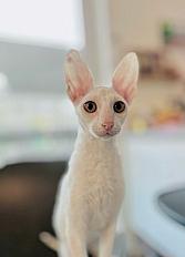 Cornish Rex Cat